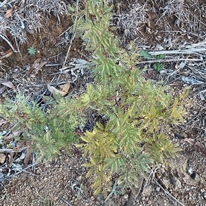 Acacia rubida at Denman Prospect, ACT - 30 Jun 2025 04:20 PM