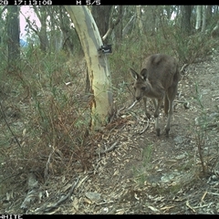 Macropus giganteus (Eastern Grey Kangaroo) at Crowther, NSW - 28 Apr 2025 by Frecko