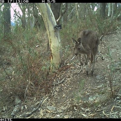 Macropus giganteus (Eastern Grey Kangaroo) at Crowther, NSW - 28 Apr 2025 by Frecko