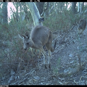 Macropus giganteus at Crowther, NSW - 29 Apr 2025 04:36 PM