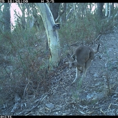 Macropus giganteus at Crowther, NSW - 29 Apr 2025 04:36 PM