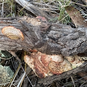 Unverified Shelf-like to hoof-like & usually on wood at Denman Prospect, ACT - 30 Jun 2025 by Jennybach