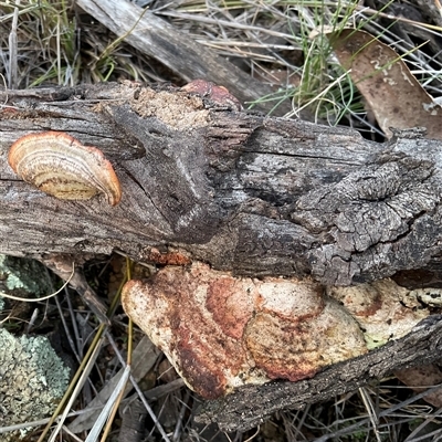 Unverified Shelf-like to hoof-like & usually on wood at Denman Prospect, ACT - 30 Jun 2025 by Jennybach