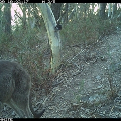 Macropus giganteus at Crowther, NSW - 9 May 2025 06:02 PM