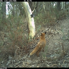 Vulpes vulpes (Red Fox) at Crowther, NSW - 26 Apr 2025 by Frecko