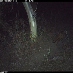 Vulpes vulpes (Red Fox) at Crowther, NSW - 3 May 2025 by Frecko