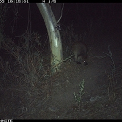 Wallabia bicolor (Swamp Wallaby) at Crowther, NSW - 3 May 2025 by Frecko