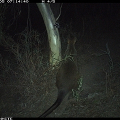 Wallabia bicolor (Swamp Wallaby) at Crowther, NSW - 5 May 2025 by Frecko