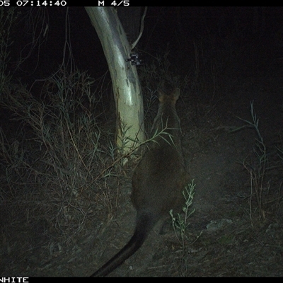 Wallabia bicolor (Swamp Wallaby) at Crowther, NSW - 5 May 2025 by Frecko
