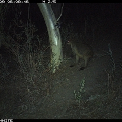 Wallabia bicolor (Swamp Wallaby) at Crowther, NSW - 9 May 2025 by Frecko