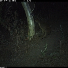 Wallabia bicolor (Swamp Wallaby) at Crowther, NSW - 10 May 2025 by Frecko