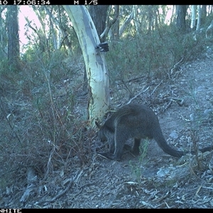 Wallabia bicolor (Swamp Wallaby) at Crowther, NSW - 10 May 2025 by Frecko