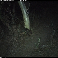 Wallabia bicolor (Swamp Wallaby) at Crowther, NSW - 11 May 2025 by Frecko