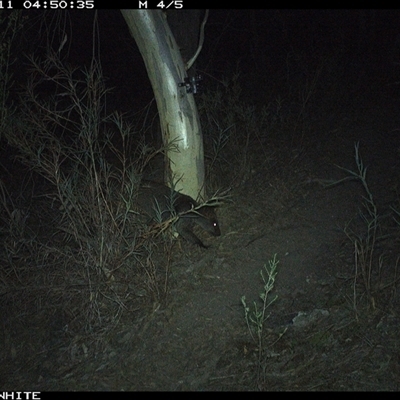 Wallabia bicolor (Swamp Wallaby) at Crowther, NSW - 11 May 2025 by Frecko