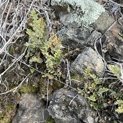 Cheilanthes distans (Bristly Cloak Fern) at Denman Prospect, ACT - 30 Jun 2025 by Jennybach