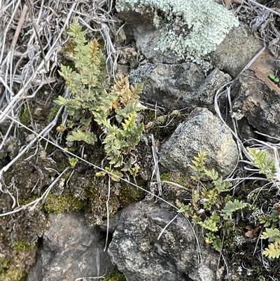 Cheilanthes distans (Bristly Cloak Fern) at Denman Prospect, ACT - 30 Jun 2025 by Jennybach
