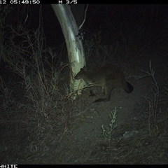 Wallabia bicolor (Swamp Wallaby) at Crowther, NSW - 12 May 2025 by Frecko