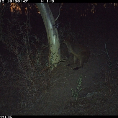Wallabia bicolor (Swamp Wallaby) at Crowther, NSW - 12 May 2025 by Frecko