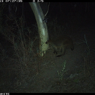 Wallabia bicolor (Swamp Wallaby) at Crowther, NSW - 13 May 2025 by Frecko