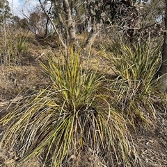Lomandra longifolia (Spiny-headed Mat-rush, Honey Reed) at Denman Prospect, ACT - 30 Jun 2025 by Jennybach