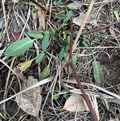 Rumex brownii at Denman Prospect, ACT - 30 Jun 2025 by Jennybach