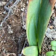 Unverified Plant at Denman Prospect, ACT - 30 Jun 2025 by Jennybach