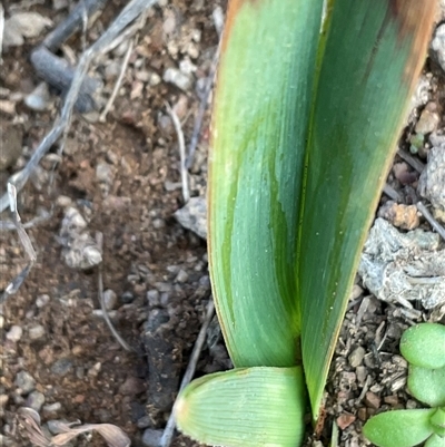 Unverified Plant at Denman Prospect, ACT - 30 Jun 2025 by Jennybach