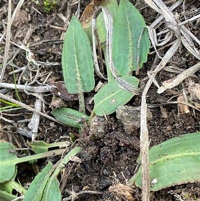 Rumex sp. at Denman Prospect, ACT - 30 Jun 2025 by Jennybach