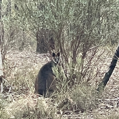 Wallabia bicolor (Swamp Wallaby) at Bruce, ACT - 2 Jul 2025 by Dora