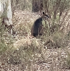 Wallabia bicolor at Bruce, ACT - 2 Jul 2025 04:12 PM
