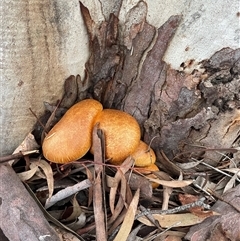 Gymnopilus junonius (Spectacular Rustgill) at Bruce, ACT - Yesterday by Dora