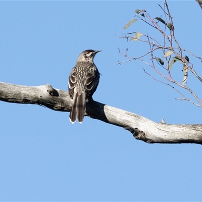Anthochaera carunculata (Red Wattlebird) at Acton, ACT - 20 Jun 2025 by AlisonMilton