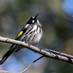 Phylidonyris novaehollandiae (New Holland Honeyeater) at Acton, ACT - 20 Jun 2025 by AlisonMilton