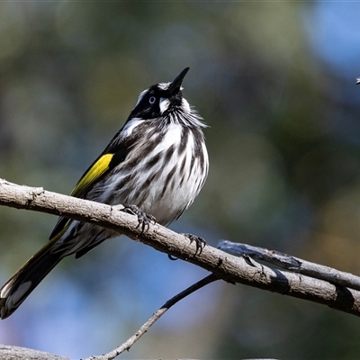 Phylidonyris novaehollandiae (New Holland Honeyeater) at Acton, ACT - 20 Jun 2025 by AlisonMilton