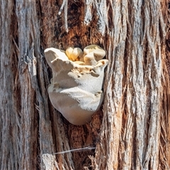 Unverified Shelf-like to hoof-like & usually on wood at Acton, ACT - 20 Jun 2025 by AlisonMilton