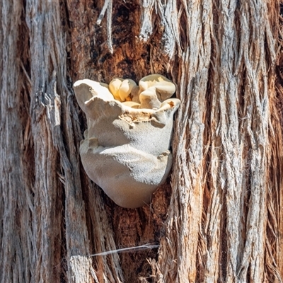 Unverified Shelf-like to hoof-like & usually on wood at Acton, ACT - 20 Jun 2025 by AlisonMilton