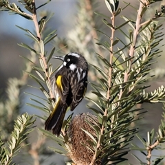 Phylidonyris novaehollandiae (New Holland Honeyeater) at Acton, ACT - 20 Jun 2025 by AlisonMilton
