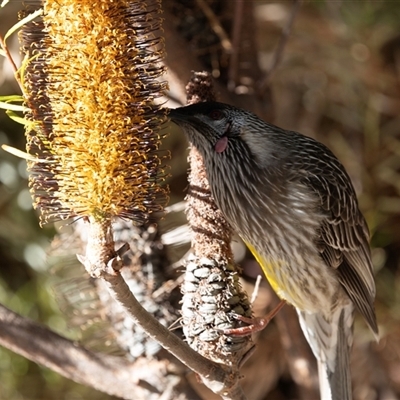 Anthochaera carunculata (Red Wattlebird) at Acton, ACT - 20 Jun 2025 by AlisonMilton