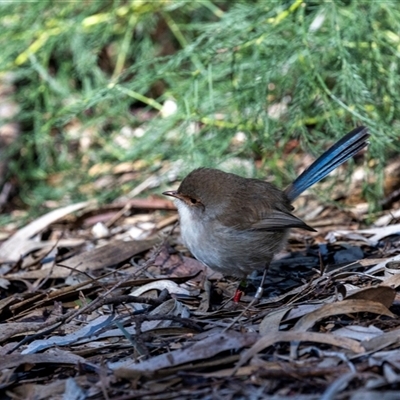 Malurus cyaneus (Superb Fairywren) at Acton, ACT - 20 Jun 2025 by AlisonMilton