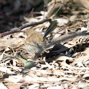 Malurus cyaneus at Acton, ACT - 20 Jun 2025 01:45 PM