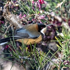 Acanthorhynchus tenuirostris (Eastern Spinebill) at Acton, ACT - 20 Jun 2025 by AlisonMilton