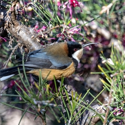 Acanthorhynchus tenuirostris (Eastern Spinebill) at Acton, ACT - 20 Jun 2025 by AlisonMilton