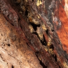 Apis mellifera at Acton, ACT - 20 Jun 2025 by AlisonMilton