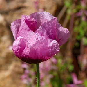 Papaver rhoeas at Tharwa, ACT - 22 Oct 2016 by AlisonMilton