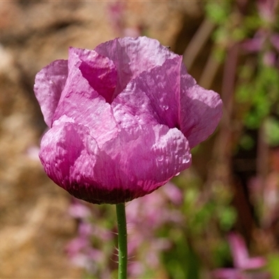 Papaver somniferum (Opium Poppy) at Tharwa, ACT - 22 Oct 2016 by AlisonMilton