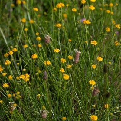 Calotis lappulacea (Yellow Burr Daisy) at Tharwa, ACT - 22 Oct 2016 by AlisonMilton