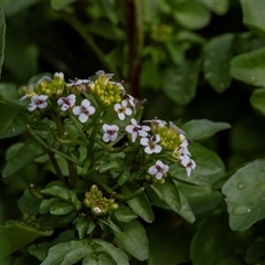 Rorippa nasturtium-aquaticum (Watercress) at Tharwa, ACT - 22 Oct 2016 by AlisonMilton