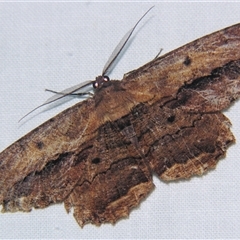 Unverified Geometer moth (Geometridae) at Abergowrie, QLD - 20 Oct 2008 by PJH123