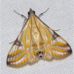Unverified Pyralid or Snout Moth (Pyralidae & Crambidae) at Abergowrie, QLD - 20 Oct 2008 by PJH123