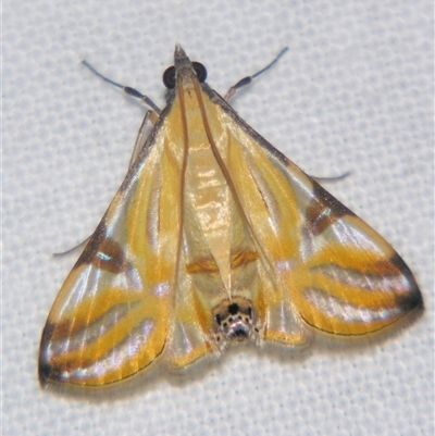Unverified Pyralid or Snout Moth (Pyralidae & Crambidae) at Abergowrie, QLD - 20 Oct 2008 by PJH123
